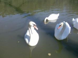 ������ ׸����, �����, ����������� �� ������ � ���