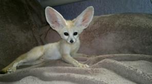 ������ ���� ������� ������ ����� � ���. ������ ���