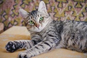 Кошечка Мурка в добрые руки