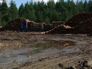Вологодский качественный круглый лес