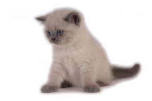 ШОТЛАНДСКИЙ КОТИК