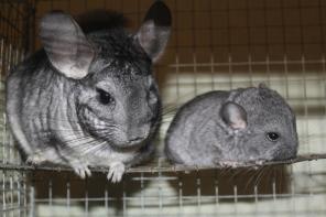 ����� ������� ��������� �������