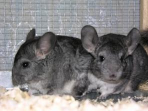 ����� ������� ��������� �������