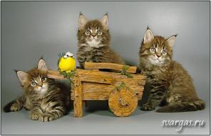 Мэйн-кун котята