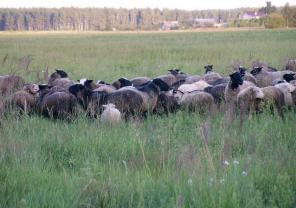 ����, ������