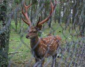 ������� ���������� �����