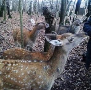 ������� ���������� �����