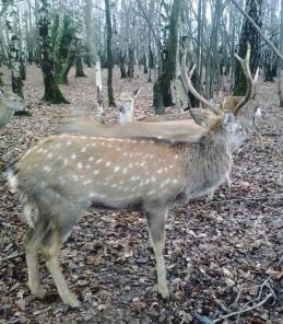 ������� ���������� �����