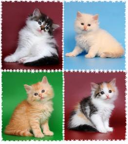 СИБИРСКИЕ котята -крепыши с отменным здоровьем!