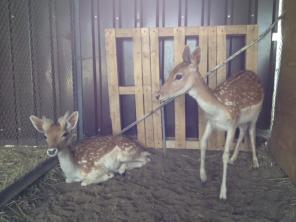 ���� �����������, �����, ������, ������� ������