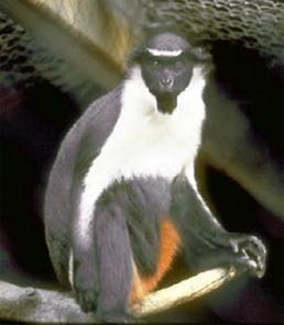 Мартышка Бразза, Вольфа, Верветка, Краснохвостая