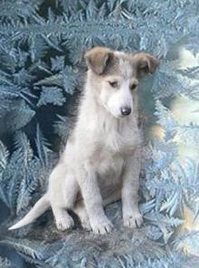 Уникальный щенок в добрые руки