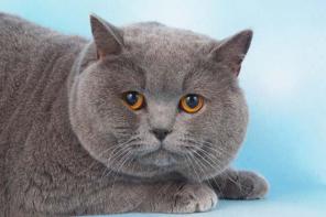 Британский кот для кошек