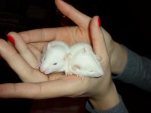 Белые крысы в добрые руки