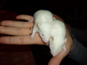 Белые крысы в добрые руки