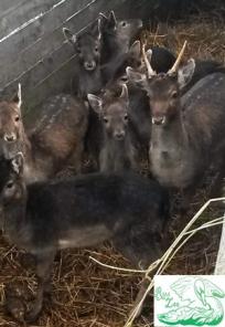 Лань Европейская