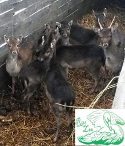 Лань Европейская