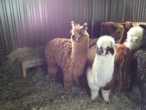 ������ �������, ����, ������� ����� � ���