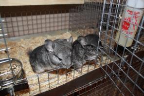 ����� ������� ��������� ������� ��������� �������.