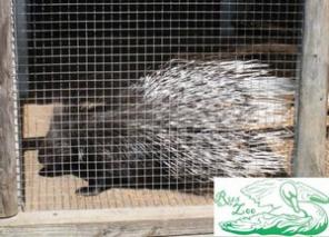 ������� ���������