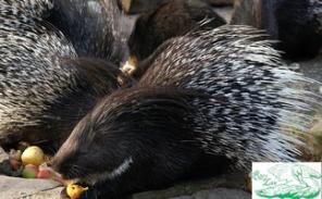 ������� ���������