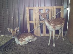 ���� �����������, �����, ������, ������� ������