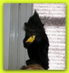 ׸���� ��������, �������� ������, ����� ������