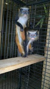 ׸���� ��������, �������� ������, ����� ������