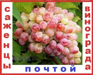 Саженцы винограда 2-х лет 90 сортов-почтой.