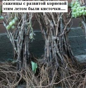 Саженцы винограда 2-х лет 90 сортов-почтой.