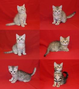 Шотландские короткошерстные котята, продаю