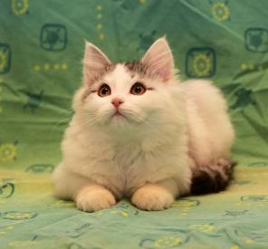 Котёнок Лёша в дар.