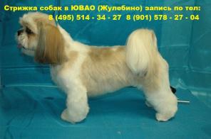 Стрижка собак в Жулебино