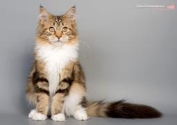 Котенок породы МЕЙН-КУН