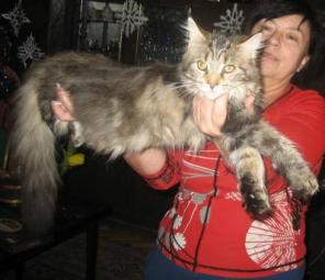 Котенок породы МЕЙН-КУН - великолепный гигант
