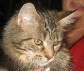 Котенок породы МЕЙН-КУН - великолепный гигант