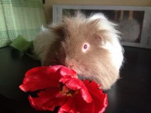 Морские свинки на 8 Марта