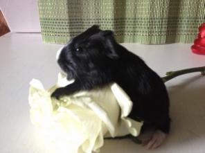 Морские свинки на 8 Марта