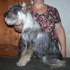 Щенки МИТТЕЛЬШНАУЦЕРЫ