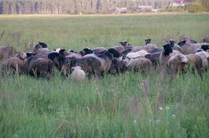 ����, ������