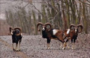 Купить Альпаку, Муфлона, Ламу, Кенгуру можно у нас