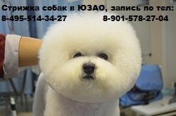 Стрижка собак в зоосалоне "Бишон".