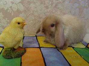 Декоративные карликовые вислоухие кролики питомник