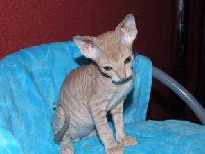 Котята донского сфинкса