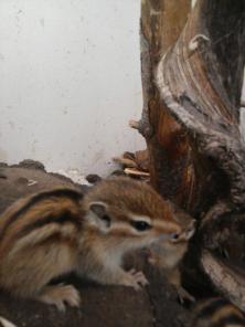 ������� ���������