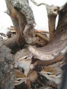 ������� ���������