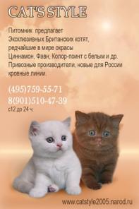 Британские котята редчайшего в мире окраса Циннамон