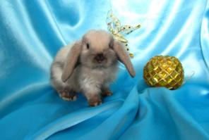 ������ ������������� ������� �� ��������� � ������