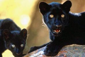 ������ ������� �� �������� ���������