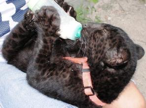 ������ ������� �� �������� ���������